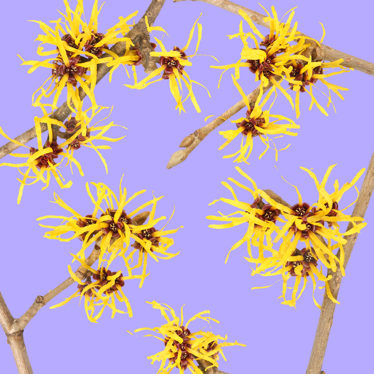 hamamelis
